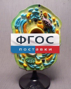 Модель "Клетка растения" - fgospostavki.ru - Ногинск