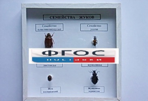 Коллекция "Семейство жуков" - fgospostavki.ru - Ногинск