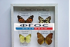Коллекция "Семейство бабочек" - fgospostavki.ru - Ногинск