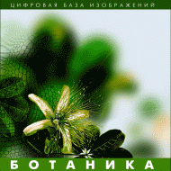 Ботаника. (Цифровая база изображений) - fgospostavki.ru - Ногинск
