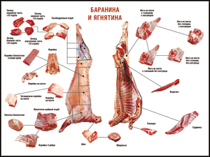 Таблица "Правила разделки мясных туш. Баранина и ягнятина" (100х140 сантиметров, винил) - fgospostavki.ru - Ногинск
