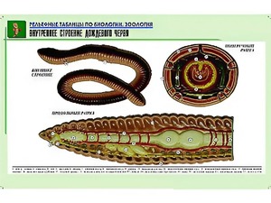 Рельефная таблица "Внутреннее строение дождевого червя" (формат А1, матовое ламинирование) - fgospostavki.ru - Ногинск