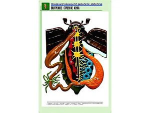Рельефная таблица "Внутреннее строение жука" (формат А1, матовое ламинирование) - fgospostavki.ru - Ногинск