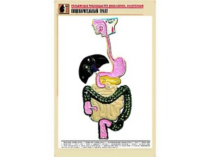Рельефная таблица "Пищеварительный тракт" (формат А1, матовое ламинирование) - fgospostavki.ru - Ногинск