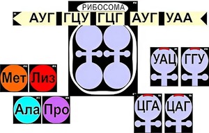 Модель-аппликация "Биосинтез белка" (ламинированная) - fgospostavki.ru - Ногинск