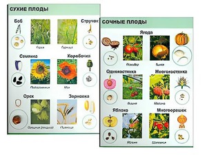 Коллекция "Семена и плоды" - fgospostavki.ru - Ногинск