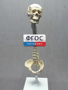 Модель "Позвоночник с черепом и тазом" - fgospostavki.ru - Ногинск