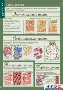 Комплект таблиц. Биология 8-9 класс. Человек. - fgospostavki.ru - Ногинск