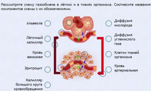Интерактивные курсы. Биология 9 класс. Расширенный. - fgospostavki.ru - Ногинск