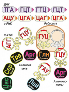 Модель-аппликация Биосинтез белка - fgospostavki.ru - Ногинск