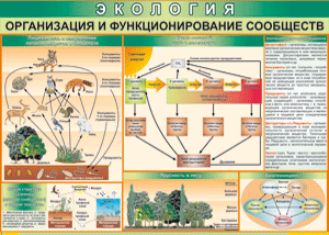 Таблица "Организация и функционирование сообществ" (100х140 сантиметров, винил) - fgospostavki.ru - Ногинск