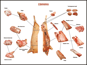 Таблица "Правила разделки мясных туш. Свинина" (100х140 сантиметров. винил) - fgospostavki.ru - Ногинск