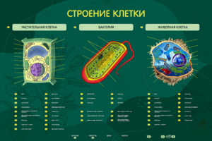 Электрифицированный стенд "Строение клетки" с маркерными полями - fgospostavki.ru - Ногинск