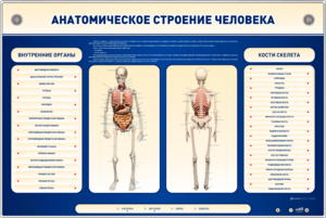 Электрифицированный стенд-тренажер c макетом скелета "Анатомическое строение человека" - fgospostavki.ru - Ногинск
