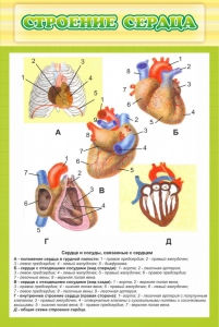 Стенд "Строение сердца" - fgospostavki.ru - Ногинск