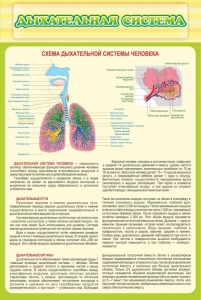 Стенд "Дыхательная система" - fgospostavki.ru - Ногинск