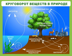 Стенд "Круговорот веществ" - fgospostavki.ru - Ногинск