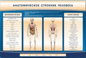 Электрифицированный стенд-тренажер c макетом скелета "Анатомическое строение человека" - fgospostavki.ru - Ногинск