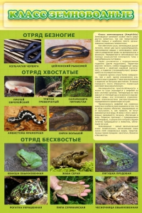 Стенд "Класс земноводные" - fgospostavki.ru - Ногинск