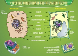 Стенд "Строение животной и растительной клеток" - fgospostavki.ru - Ногинск