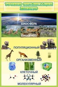 Стенд "Уровни организации живого" - fgospostavki.ru - Ногинск