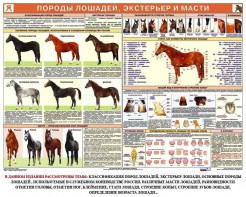 Комплект плакатов "Служебное коневодство" - fgospostavki.ru - Ногинск