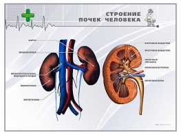 Стенд "Строение почки человека" - fgospostavki.ru - Ногинск