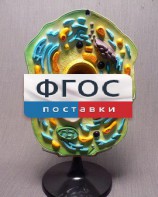 Модель "Клетка растения" - fgospostavki.ru - Ногинск