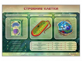 Электрифицированный стенд "Строение клетки" с маркерными полями - fgospostavki.ru - Ногинск