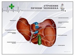 Стенд "Строение печени человека" - fgospostavki.ru - Ногинск