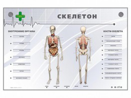 Электрифицированный стенд-тренажер "Скелетон" - fgospostavki.ru - Ногинск