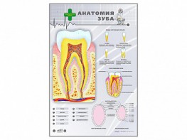 Электрифицированный стенд "Анатомия зуба" - fgospostavki.ru - Ногинск