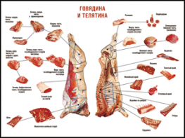 Таблица "Правила разделки мясных туш. Говядина и телятина" (100х140 сантиметров, винил) - fgospostavki.ru - Ногинск