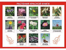 Таблица демонстрационная "Растения Красной книги" (винил 70*100) - fgospostavki.ru - Ногинск
