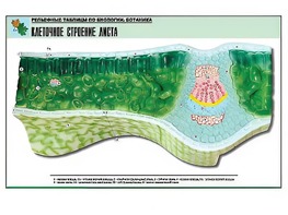 Рельефная таблица "Клеточное строение листа" (формат А1, матовое ламинирование) - fgospostavki.ru - Ногинск
