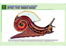 Рельефная таблица "Внутреннее строение брюхоногого моллюска" (формат А1, матовое ламинирование) - fgospostavki.ru - Ногинск