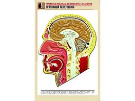 Рельефная таблица "Сагиттальный разрез головы" (формат А1, матовое ламинирование) - fgospostavki.ru - Ногинск
