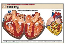 Рельефная таблица "Строение сердца" (формат А1, матовое ламинирование) - fgospostavki.ru - Ногинск