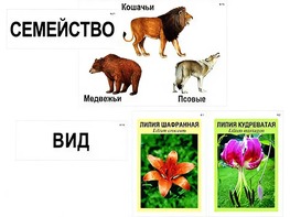 Модель-аппликация "Классификация растений и животных" (ламинированная) - fgospostavki.ru - Ногинск
