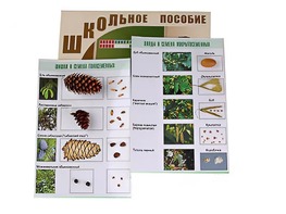 Коллекция "Шишки, плоды, семена деревьев и кустарников" - fgospostavki.ru - Ногинск