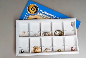 Коллекция "Раковины моллюсков" - fgospostavki.ru - Ногинск