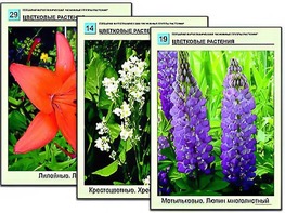 Гербарий фотографический "Основные группы растений" - fgospostavki.ru - Ногинск