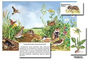Магнитный плакат-аппликация "Луг: биоразнообразие и взаимосвязи в сообществе" - fgospostavki.ru - Ногинск