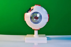 Модель глаза - fgospostavki.ru - Ногинск