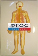 Модель барельефная "Нервная система человека" - fgospostavki.ru - Ногинск