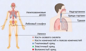 Интерактивные курсы. Биология 9 класс. Базовый. - fgospostavki.ru - Ногинск