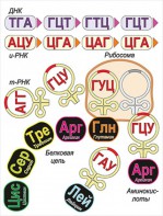 Модель-аппликация Биосинтез белка - fgospostavki.ru - Ногинск