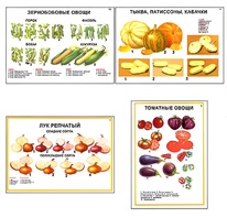 Плакаты ПРОФТЕХ "Ассортимент овощных культур" (12 пл, винил, 70х100) - fgospostavki.ru - Ногинск