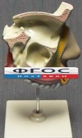 Модель "Разрез носоглотки" - fgospostavki.ru - Ногинск