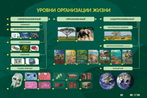 Электрифицированный стенд "Уровни организации жизни" - fgospostavki.ru - Ногинск